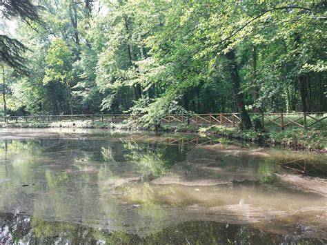 Yoga di gruppo nel Parco di Monza