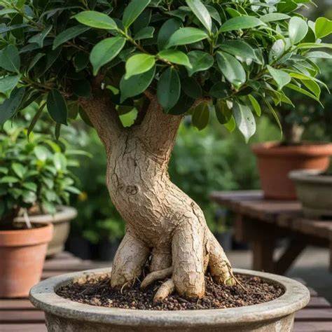 Tronco e radici nebari del Ficus Ginseng
