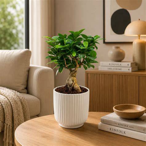 Ficus Ginseng in soggiorno luminoso