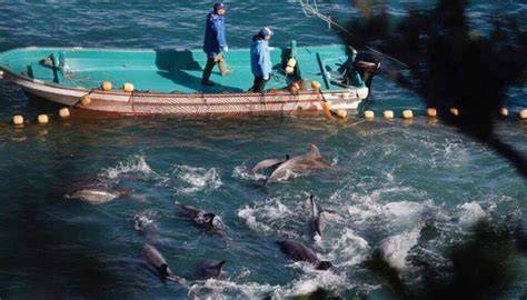 Baia di Taiji e stagione caccia delfini