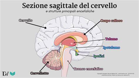 cervello e modulazione della percezione dolorosa