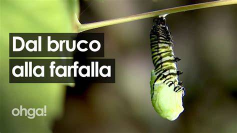 Bruco che diventa farfalla nel bozzolo