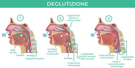 Schema delle fasi della meditazione in aereo