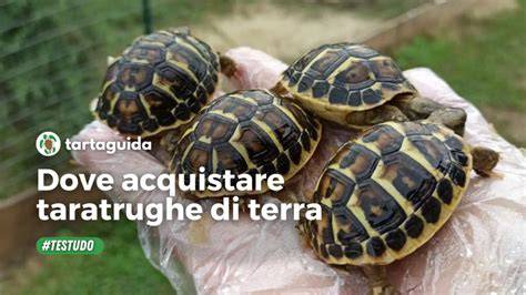 tredici lunazioni tartaruga Madre Terra