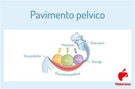 Schema anatomico del pavimento pelvico