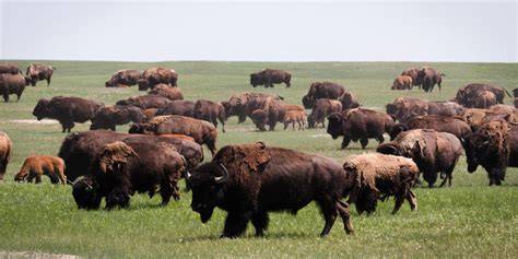 Bisonti nelle Grandi Pianure americane