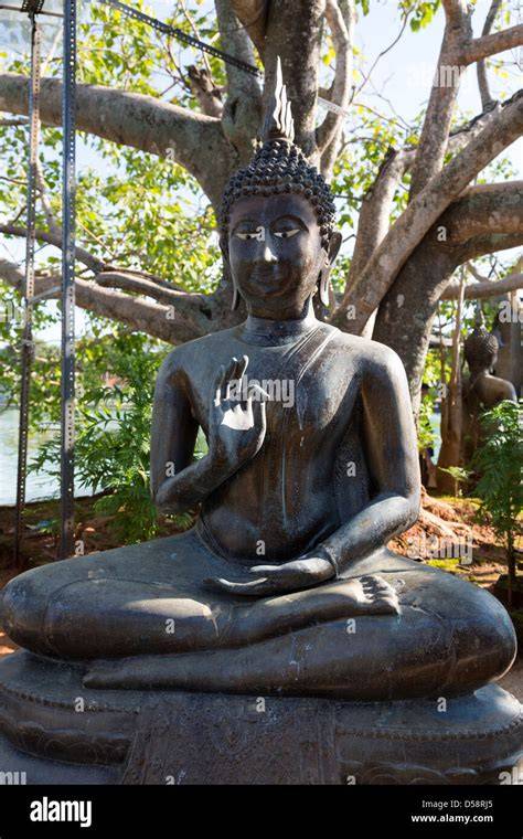 Il Buddha in meditazione sotto il fico pipal