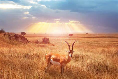 Antilope nella savana al tramonto