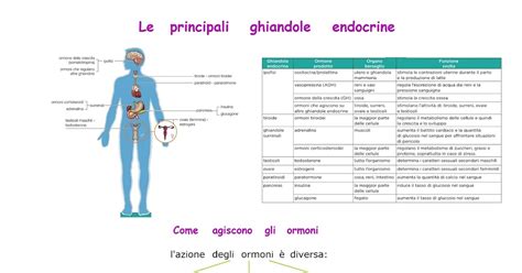 Ghiandole endocrine principali femminili