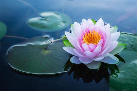 Fiore di loto sulla melma