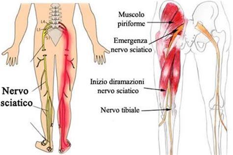 Percorso del nervo sciatico nel gatto