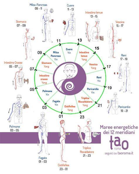 Schema corpo meridiani energia Qi Gong