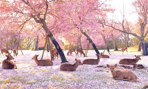 Cervi liberi nel Parco di Nara